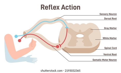 Reflex Arc Anatomical Scheme. Stimulus Pathway In The Spinal Cord To The Sensory Neuron, Relay Neuron, Motor Neuron And Muscle Tissue. Flat Vector Illustration