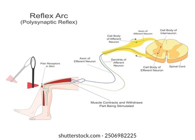 Reflex Arc infographic diagram with example.Reflex action of the leg involves an involuntary response to a sensory stimulus, resulting in a rapid and automatic movement. 