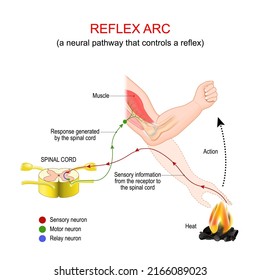 Reflex Arc. A Neural Pathway That Controls A Reflex. Very Fast Response To A Heat Stimulus That Does Not Involve The Brain. Vector Illustration