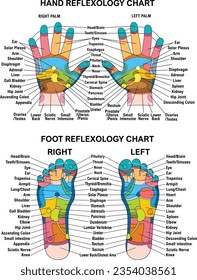 Reflex zones of the feet, and hands with description of internal and body parts. Superior, lateral and medial views of foot. Palms and dorsal side of wrists. Chinese medicine. Vector illustration