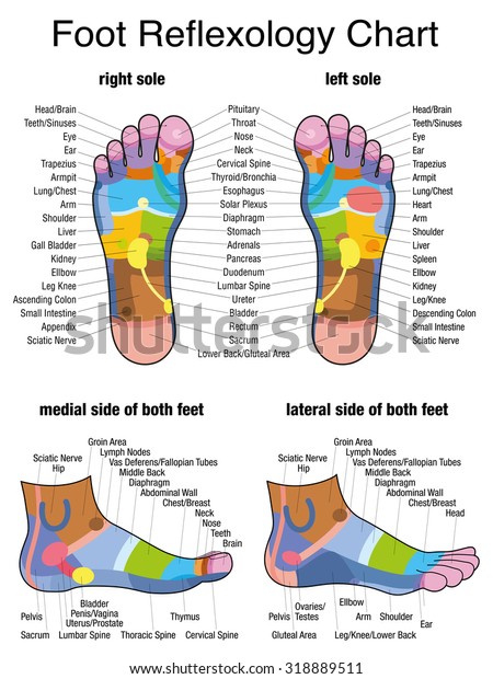 Reflex zones of the\
feet - soles and side views - accurate description of the\
corresponding internal organs and body parts. Isolated vector\
illustration on white\
background.