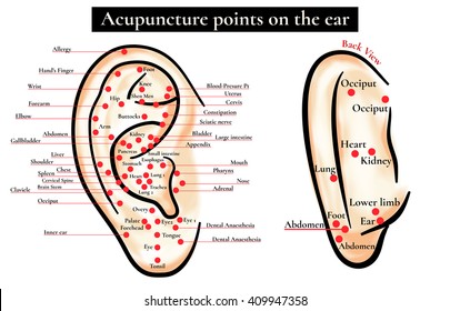 Reflex zones on the ear. Acupuncture points on the ear. Map of acupuncture points (reflex zones) on the ear. 