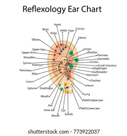 Auricular Acupuncture Chart Download