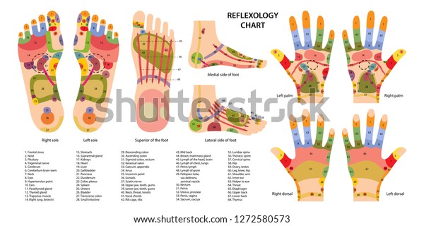 Reflex Zones On Feet Hands Description Stock Vector (Royalty Free ...