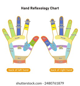 Reflejos en el dorso de la mano y puntos de presión de la mano Ilustración