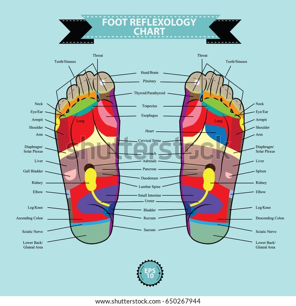 Foot Organ Chart