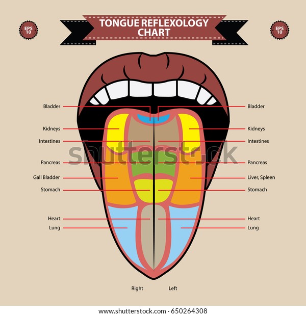 Reflexology Chart Body Anatomy Tongue Linking Stock Vector ...