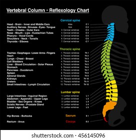 Reflexology chart - human backbone with accurate description of the corresponding internal organs and body parts, and with names and numbers of the vertebras.