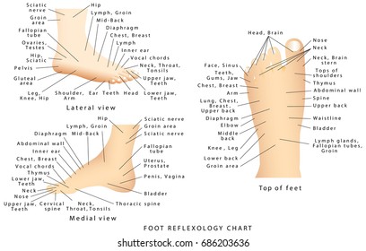 Reflexology Chart Top Of Foot