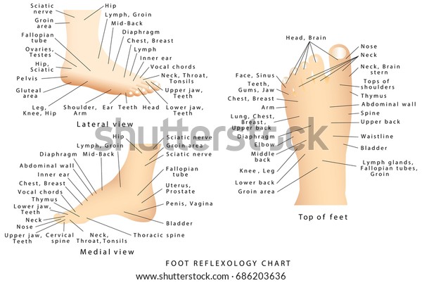 Reflexology Foot Chart Top Of Foot