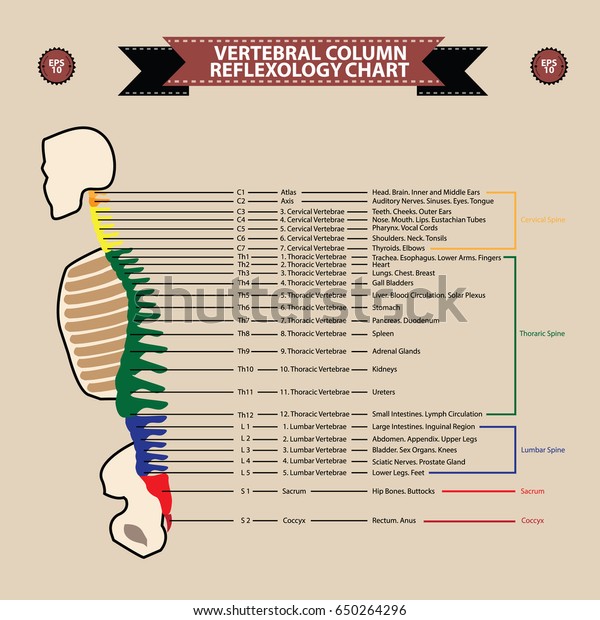 Vertebrae Organ Chart