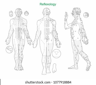 Reflexology and  internal organe. Acupuncture. Vector graphics