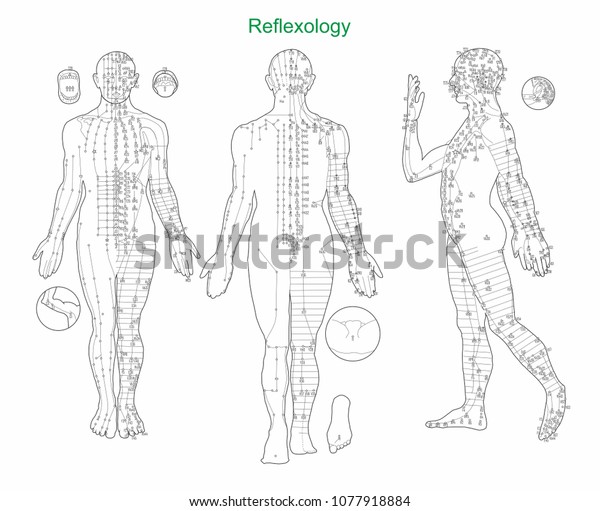 Reflexology Internal Organe Acupuncture Vector Graphics Stock Vector ...