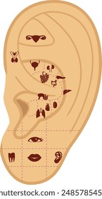 Reflexology points on the human ear. Vector illustration. Acupuncture massage