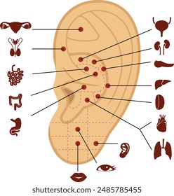 Reflexology points on the human ear. Vector illustration. Acupuncture massage