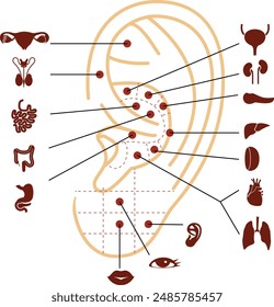 Reflexology points on the human ear. Vector illustration. Acupuncture massage