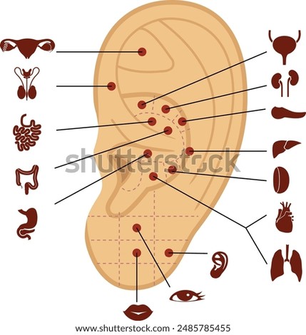 Reflexology points on the human ear. Vector illustration. Acupuncture massage