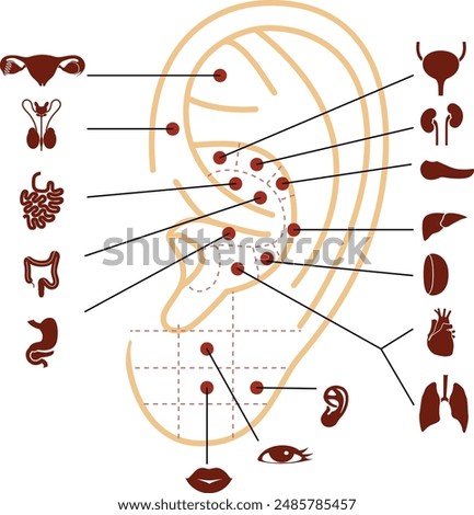 Reflexology points on the human ear. Vector illustration. Acupuncture massage