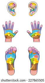 Reflexology Zones - Ears, Hands And Feet Colored With The Corresponding Internal Organs And Body Parts. Vector Illustration Over White Background.