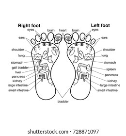 Reflexology zones of the feet vector illustration,