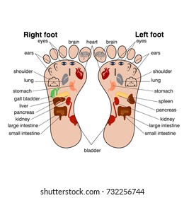 Reflexology zones of the feet vector illustration.