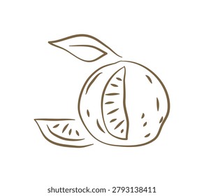 A refreshing hand drawn doodle of a whole lemon with a juicy slice and a leaf. This vibrant and zesty vector illustration is perfect for lemonade stands, healthy food blogs, or citrus-themed decor
