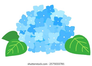 A refreshing illustration of blue hydrangeas. A charming design that brightens up the rainy season, perfect for cards, posters, and social media materials.