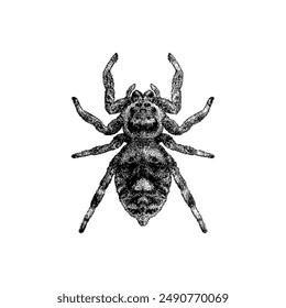 Regal Jumping Spider hand drawing vector isolated on white background.