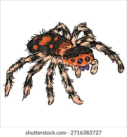 Araña saltadora real. Fidipo regio. Colorido, Ilustración vectorial. Pintoresco. Estilización única. Imprimir en cuadernos de bocetos, pegatinas, postales, tazas, ropa, carteles. Biológico. 