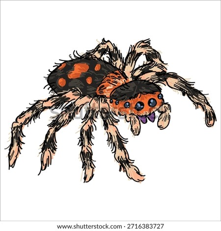Regal Jumping Spider. Phidippus regius. Colorful, vector illustration. Picturesque. Unique stylization. Print on sketchbooks, stickers, postcards, cups, clothes, posters. Biologic. 
