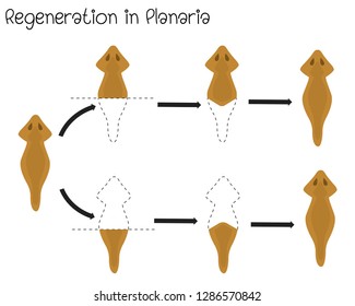 Regenaration  In  Planaria