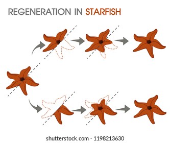 Regenaration in starfish. Illustration Vector EPS10 on white background.