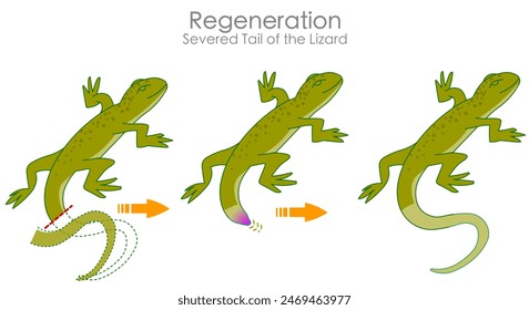 Regeneration, lizard tail cut, severed for defense mechanism. After autotomy. Grows back limb, change tail. Vector illustrator