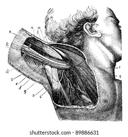 Region of the armpit., vintage engraved illustration. Usual Medicine Dictionary by Dr Labarthe - 1885