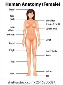 Regions of Female Body. Female body - Front and Back. Female Human Body Parts - Human Anatomy Chart. The anatomical names and corresponding common names are indicated for specific body regions