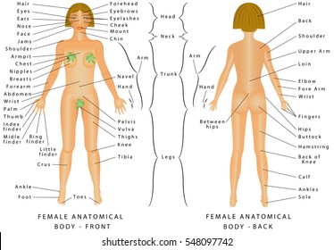 Female Human Body Parts