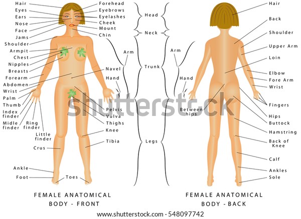 女性のボディの領域 メスボディ 前面と背面 女性の人体部品 人体解剖図 解剖学名と対応する共通名は 特定の体領域に対して示される のベクター画像素材 ロイヤリティフリー