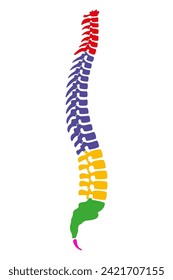 Regions of the human vertebral column, also known as backbone or spine. Core part of the axial skeleton with 4 curves. The 5 regions are cervical, thoracic and, lumbar spine, plus sacrum and coccyx.