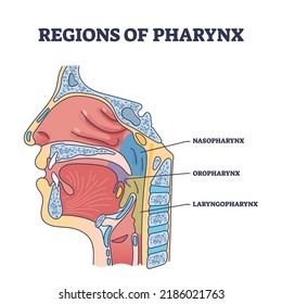 Bereiche von Pharynx- und Rachenbauteilen aus der Umrisslinie der Hohlraumsicht. Bezeichnetes Bildungsprogramm mit Nasopharynx, Oropharynx und Laryngopharynx Lage Anatomie Vektorgrafik.