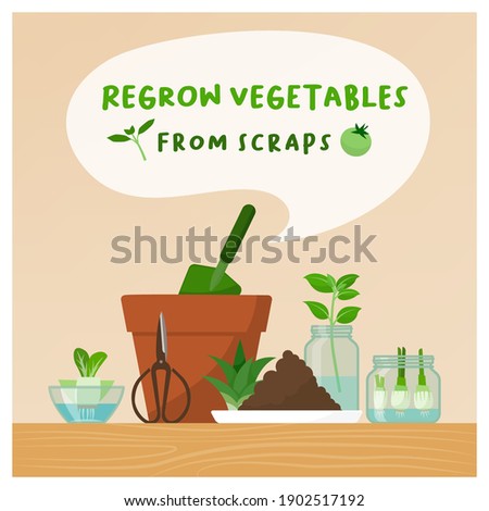 Regrow vegetables from scraps at home: zero waste, DIY gardening and healthy food concept