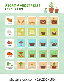 Regrow vegetables from scraps infographic: home gardening, zero waste and organic healthy food concept