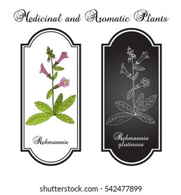 Rehmannia glutinosa, herb of traditional Chinese medicine. Hand drawn botanical vector illustration