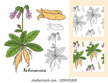 Rehmannia glutinosa (Sheng Di huang) set. Seamless patterns. Medicinal plant.