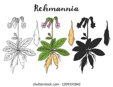 Rehmannia glutinosa (Sheng Di huang) isolated on white background vector illustration. Medicinal plant.