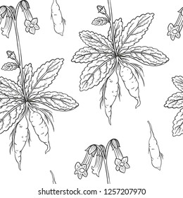 Rehmannia glutinosa (Sheng Di huang) seamless pattern. Medicinal plant.