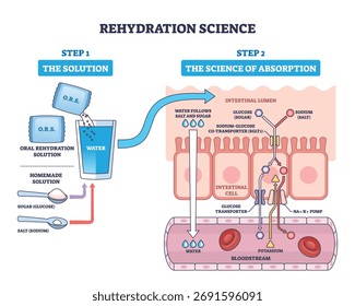 Die Rehydratationswissenschaft erklärt, wie ORS-Wasser mit Zucker und Natrium durch Darmzellen in den Blutkreislauf aufgenommen wird, wichtige Objekte, ORS-Packung, Wasserglas, Darmlumen. Gliederungsplan