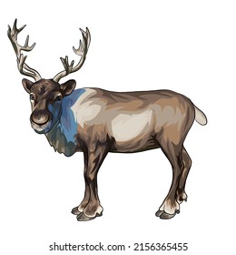 Fondo blanco Rein Deer Vector