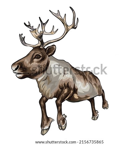 Rein Deer Vector white background