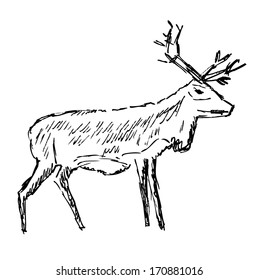 Reindeer