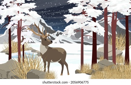 Reindeer with antlers stands in the Mountain valley in winter at night. Large stones, dry grass and tall pine trees covered with snow. Realistic vector landscape